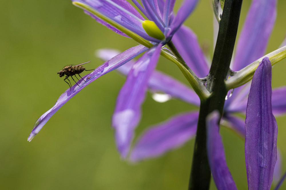 Vlieg op bloem als macrofoto