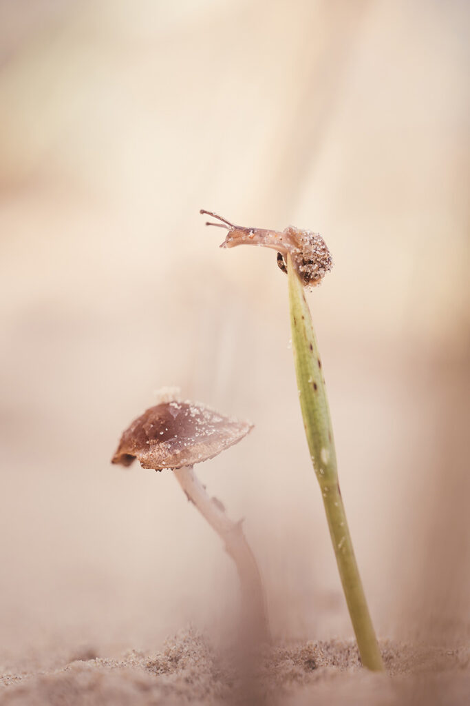 Slak op grasspriet met paddenstoel